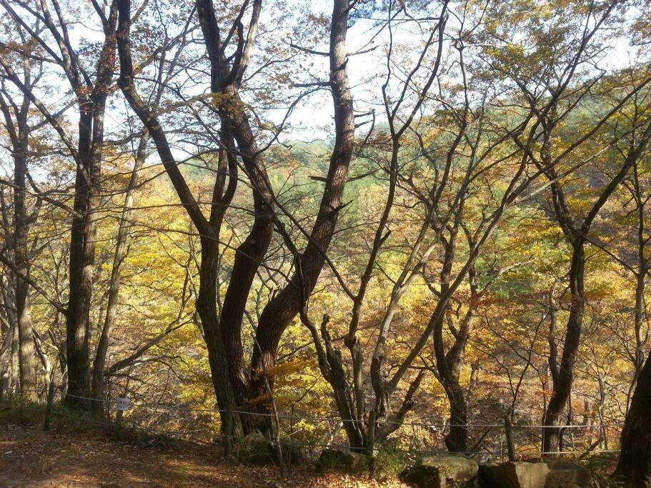 푸른하늘 은하수 펜션 양양 외부 사진
